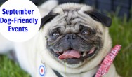 September Dog Friendly Events - Fishstick the pug laying on grass with tongue out