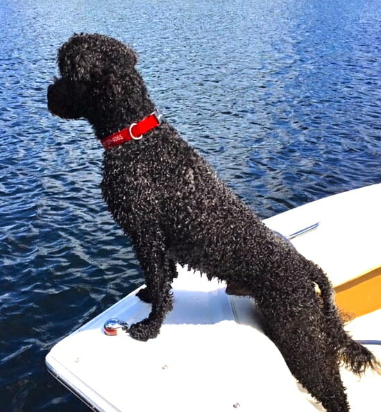 Buster a black portuguese water dog looks over edge of the boat into the lake