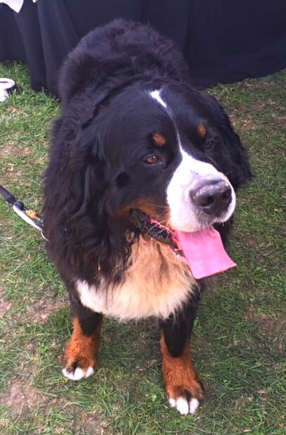 St Bernard dog with tongue out at Dog Tales Festival