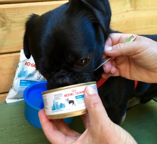 Kilo the pug eats his Royal Canine wet and dry food samples from Dog Tales Festival