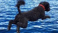 Buster the Portuguese Water Dog