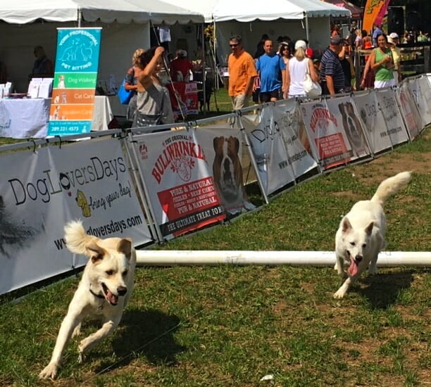 Two dogs race in the Dog Lovers Days lure course at Dog Tales Festival