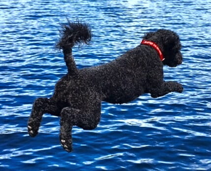 Buster the Portuguese Water Dog loves water and dock jumping