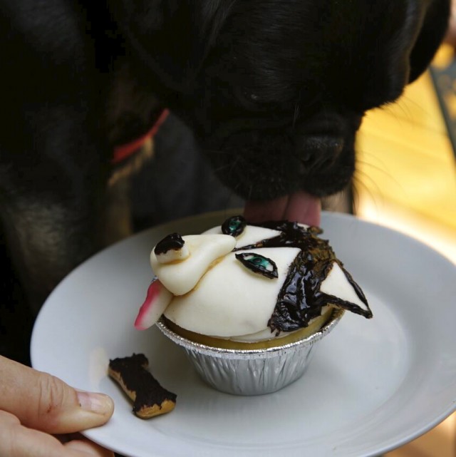 Kilo the pug sits licking his Dog Licks husky cupcake outside at the table 