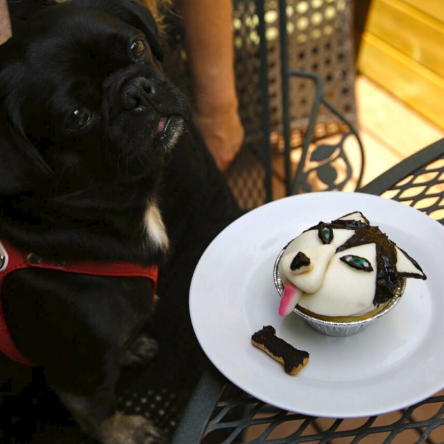 Kilo the pug sits waiting to eat his Dog Licks husky cupcake outside at the table 