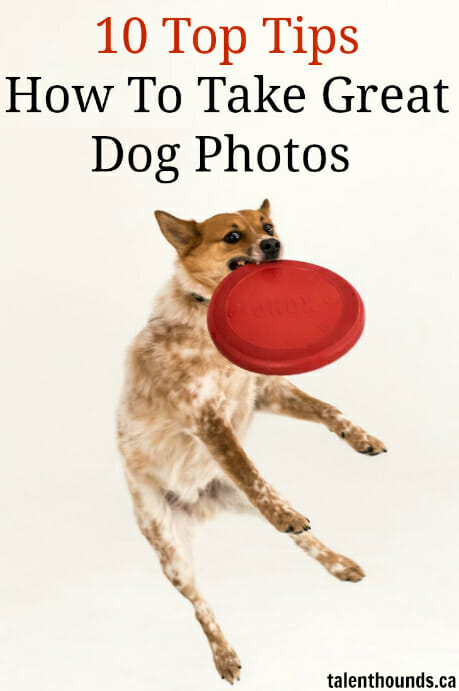 10 Simple Dog Photography Tips so you look like a professional and take great photos of your dog..