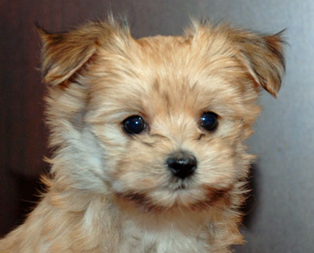 adorable-morkie-puppy
