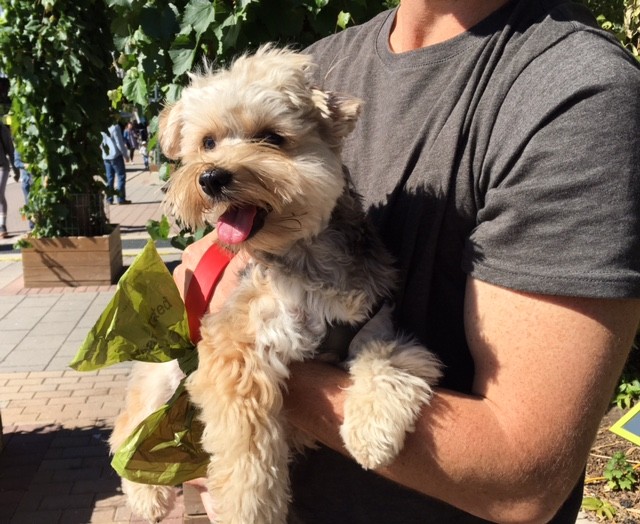 adorable-little-morkie-at-the-brickworks-toronto