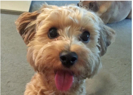 archie-the-yorkie-bichon-or Yo-chon mix