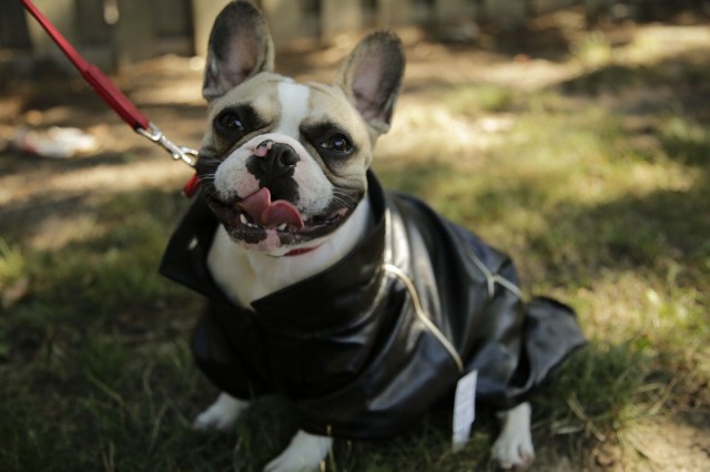 beau-the-frenchie-in-stylish-black-biker-jacket