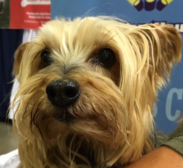 beautiful-yorkie-at-canadian-pet-expo