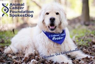 Bocker Labradoodle Animal Cancer Foundation Spokesdog kicked Cancer's Butt