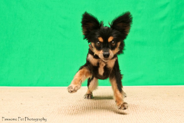 buster-the-chi-by-trish-aleve-of-pawesome-pet-photography