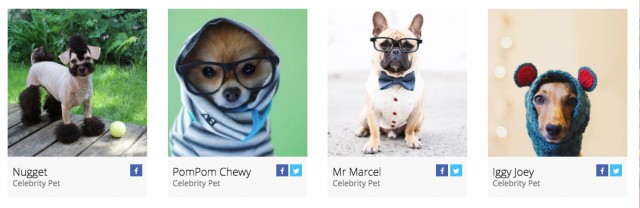 canadian-pet-expo-celebrity-trading-cards-nugget-pompom-chewy-dozer-mr-marcel-and-iggy-joey