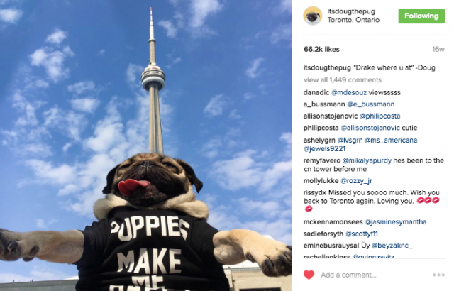 doug-the-pug-toronto-cn-tower-drake-where-you-at-photo