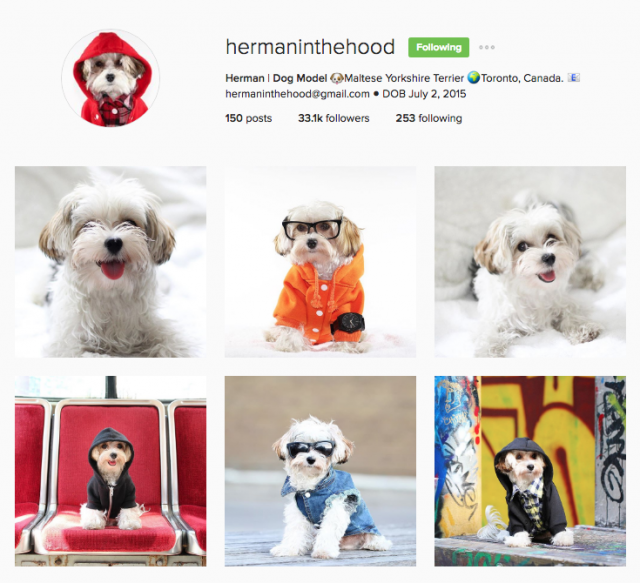herman-in-the-hood-screen-shot-of-instagram