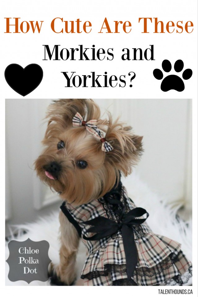 how-cute-are-these-morkies-and-yorkies-photo-of-chloe-polka-dot