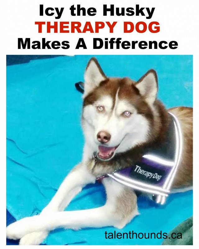Find out how Icy the amazing husky therapy dog is making a difference in the lives of kids and adults through Pet Therapy Work- so Inspiring!