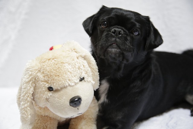 Kilo the Pug and Bocker Plush