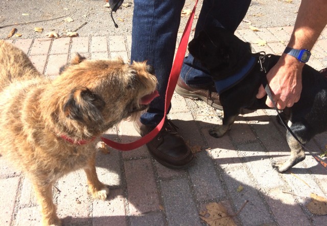 Kilo running over to say hi to Stan and Al