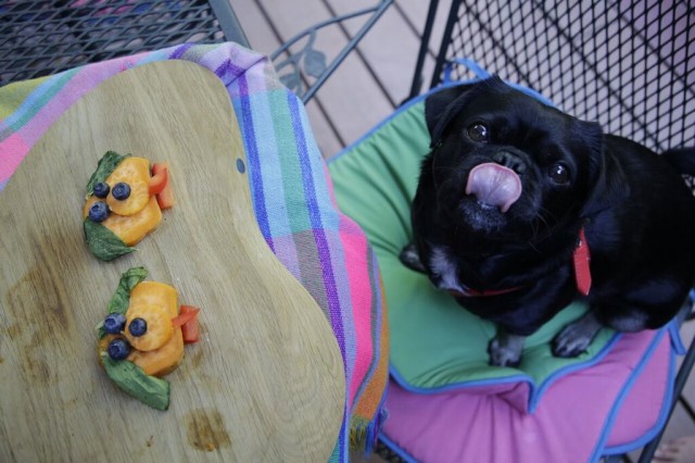 kilo-the-pug-tongue-out-for-dog-licks-sweet-potato-pups