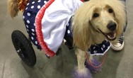 lucy-dressed-as-lucille-ball-for-costume-contest