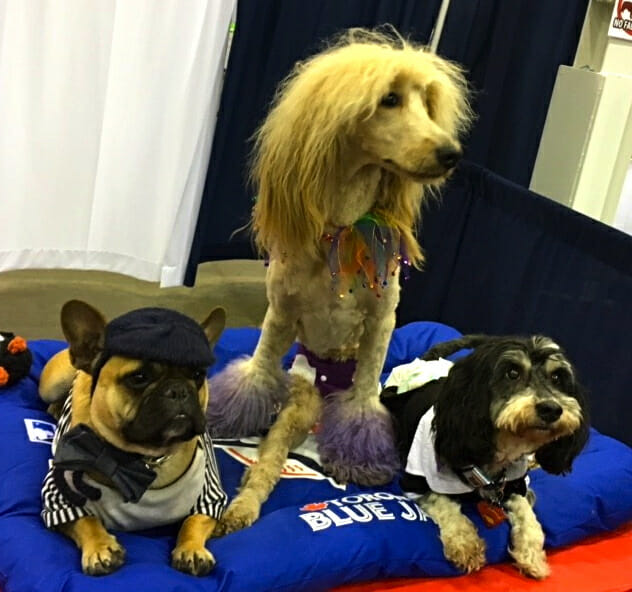 mr-marcel-lucy-and-wheeler-pose-at-booth-at-the-canadian-pet-expo