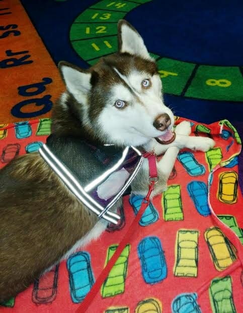 siberian-husky-therapy-dog-in-classroom
