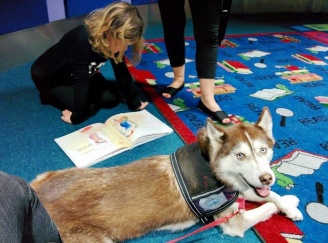 siberian-husky-therapy-dog-being-read-to