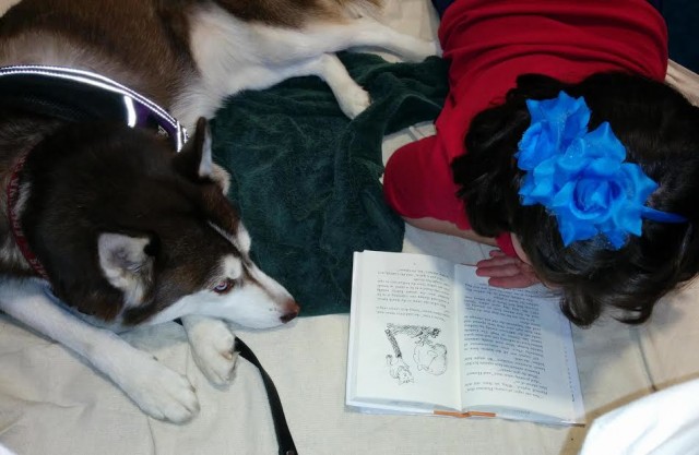 siberian-husky-and-young-girl-reading-a-book