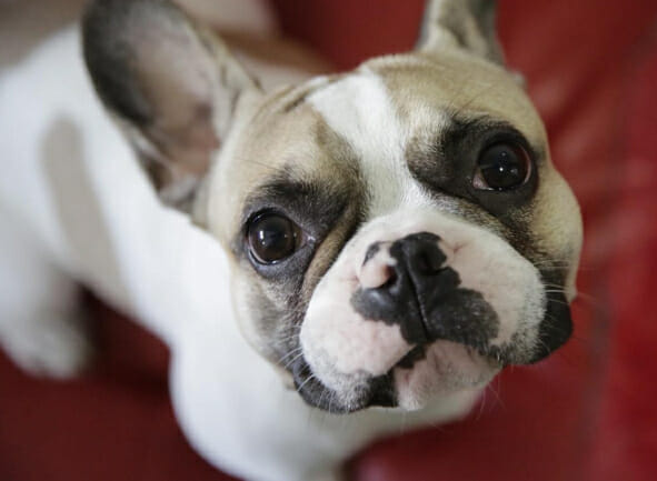 How to stop your dog from begging when they look up with those big brown eyes like Beau.