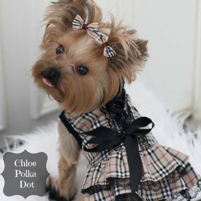 burberry-dog-dress-chloe-polka-dot