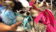 close-up-of-fashionistas-at-canadian-pet-expo