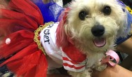 cute-dog-dressed-up-at-canadian-pet-expo