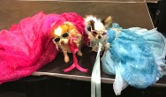 fashionista-chis-at-at-canadian-pet-expo