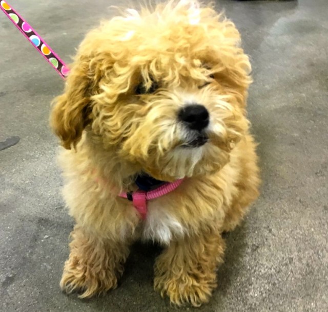 fluffy-tan-puppy-at-canadian-pet-expo