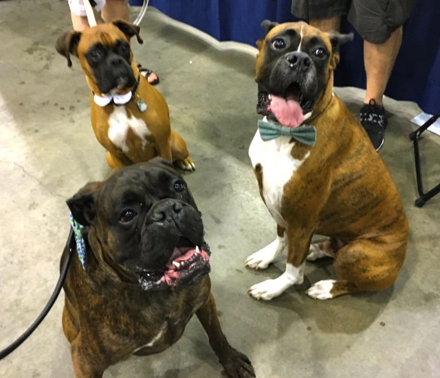 three-boxers-at-canadian-pet-expo