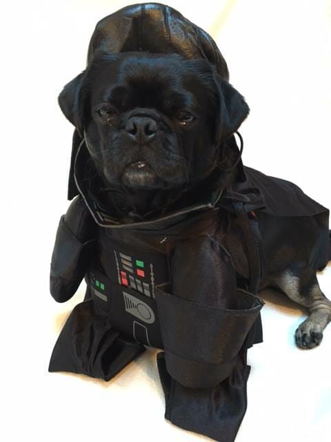Kilo the Darth Vader Pug for Halloween