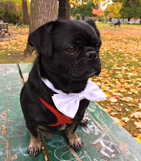 howloween-unleashed-pug-meetup-kilo-as_James-Bond in Toronto