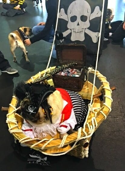 photos-from-the-best-halloween-party-just-for-pugs-pugoween-2016-pirate Costume