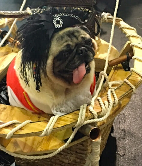 photos-from-the-best-halloween-party-just-for-pugs-pirate-costume