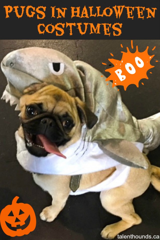 pugs-in-halloween-costumes