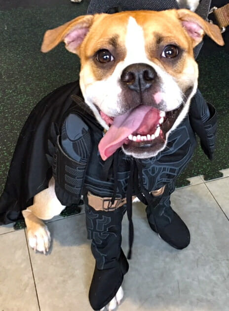 purina-pawsway-halloween-party-bulldog-batman