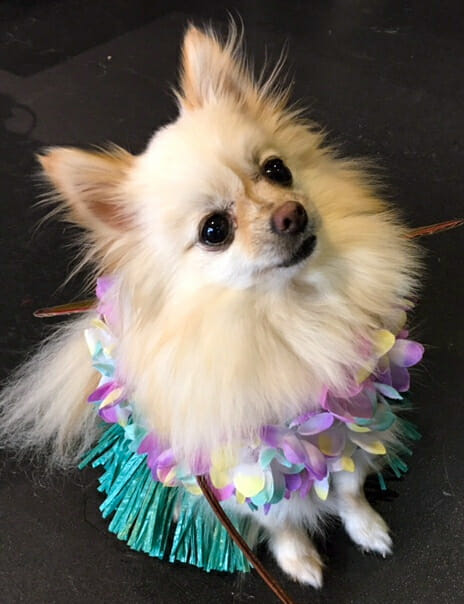 purina-pawsway-halloween-party-hula-dog