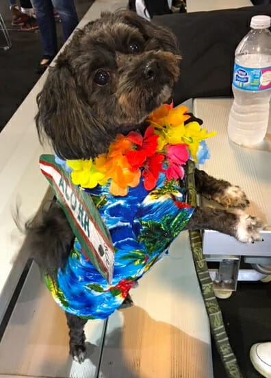 purina-pawsway-halloween-party-surfer-dog-1st-place-winner