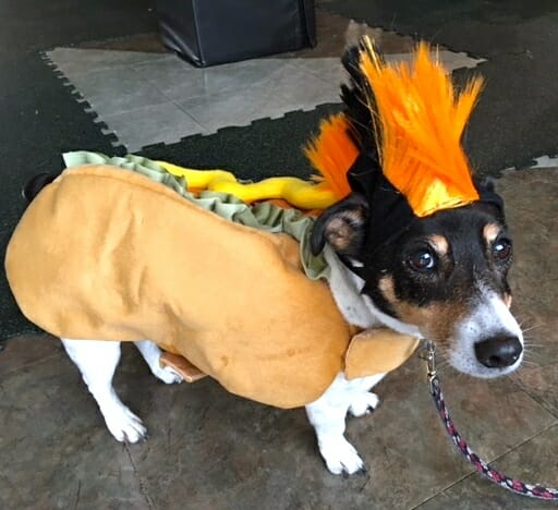 purina-pawsway-halloween-party-sweetie-hot-dog