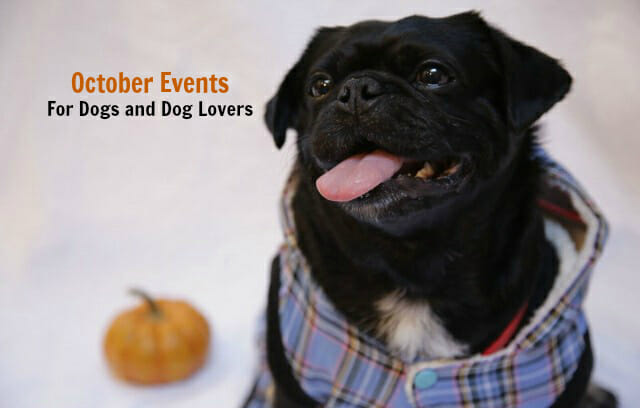 The Best October Events For Dogs and Dog Lovers - Talent Hounds