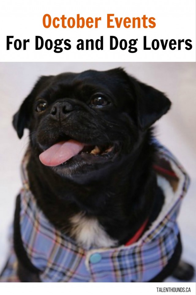 the-best-october-events-for-dogs-and-dog-lovers-kilo-the-pug
