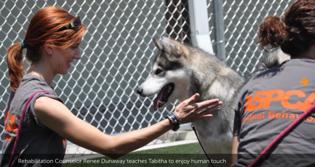 aspca-rehabilitation-councelor-renee-teaches-tabitha-to-handle-human-touch