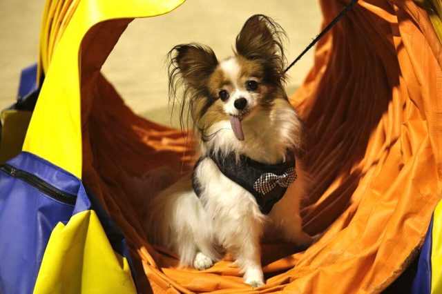 agility-course-dog-at-the-toronto-christmas-pet-show-day-2